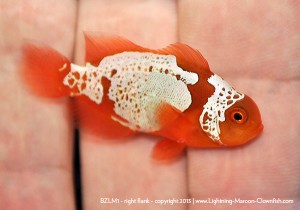 DSC_0415_600w F1 PNG White Stripe Maroon Clownfish, BZLM1