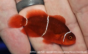 F1 PNG White Stripe Maroon Clownfish, BZWS2