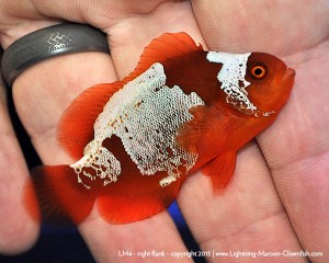 DSC_0423_600w_lm4 F1 PNG Lightning Maroon Clownfish, LM4