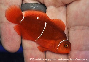 F1 PNG White Stripe Maroon Clownfish, BZWS3