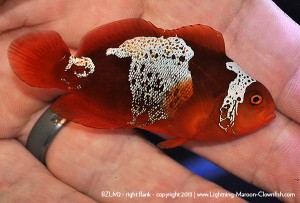 DSC_0445_600w F1 PNG Lightning Maroon Clownfish, BZLM2