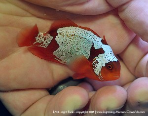 DSC_0491_600w_lm3 F1 PNG Lightning Maroon Clownfish, LM3