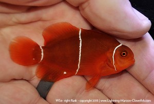 DSC_0524_600w_ws6 F1 PNG White Stripe Maroon Clownfish, WS6