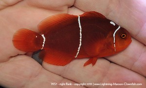 DSC_0573_600w_ws7 F1 PNG White Stripe Maroon Clownfish, WS7