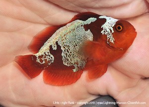 DSC_0596_600w_lm6 F1 PNG Lightning Maroon Clownfish, LM6