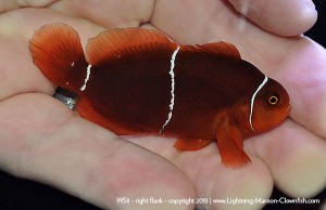 DSC_0620_600w_ws8 F1 PNG White Stripe Maroon Clownfish, WS8