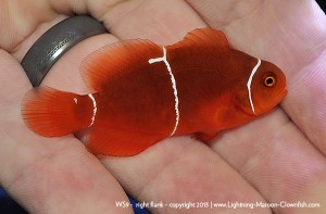 F1 PNG White Stripe Maroon Clownfish, WS9