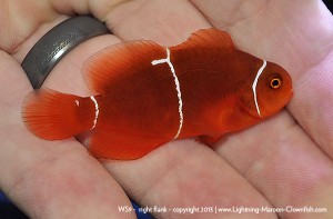 DSC_0626_600w_ws9 F1 PNG White Stripe Maroon Clownfish, WS9
