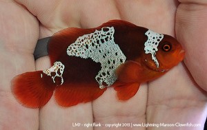 DSC_0657_600w_lm7 F1 PNG Lightning Maroon Clownfish, LM7