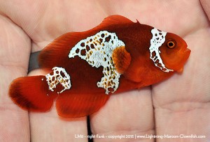DSC_0662_600w_lm8 F1 PNG Lightning Maroon Clownfish, LM8