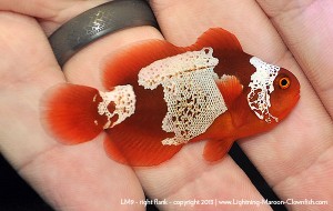DSC_0714_600w_lm9 F1 PNG Lightning Maroon Clownfish, LM9