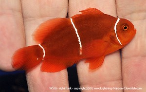 F1 PNG White Stripe Maroon Clownfish, WS10