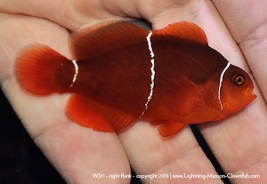DSC_0739_600w_ws11 F1 PNG White Stripe Maroon Clownfish, WS11