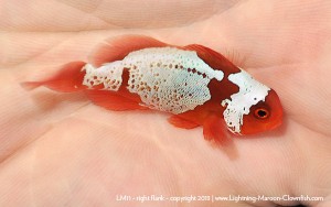 DSC_0781_600w_lm11 F1 PNG Lightning Maroon Clownfish, LM11