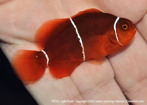 F1 PNG White Stripe Maroon Clownfish, WS13