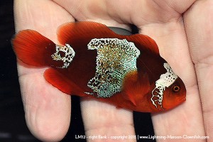 DSC_0805_600w_lm12 F1 PNG Lightning Maroon Clownfish, LM12