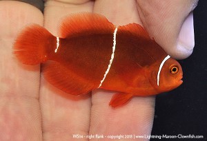 DSC_0815_600w_ws14 F1 PNG White Stripe Maroon Clownfish, WS14