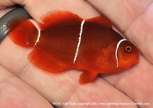 DSC_0839_600w_ws15 F1 PNG White Stripe Maroon Clownfish, WS15