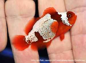 DSC_0851_600w_lm14 F1 PNG Lightning Maroon Clownfish, LM14