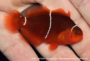 DSC_0863_600w_ws16 F1 PNG White Stripe Maroon Clownfish, WS16