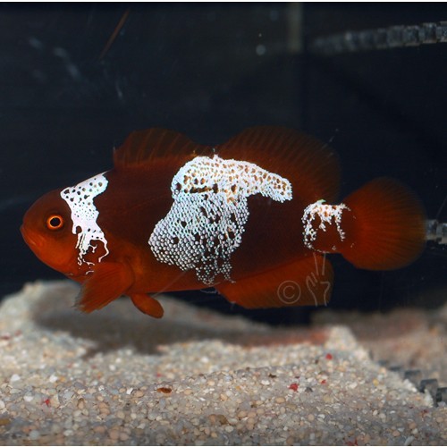 $T2eC16N,!zUE9s389zcKBR)OMQyIwQ~~60_12 BZLM2 - the first Lightning Maroon Clownfish to be sold at auction by Blue Zoo Aquatics.