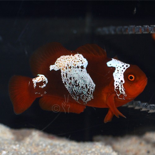 $T2eC16h,!yEE9s5jHOtyBR)OMQV,oQ~~60_12 BZLM2 - the first Lightning Maroon Clownfish to be sold at auction by Blue Zoo Aquatics.