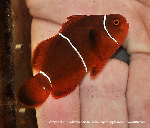 DSC_0444_600w GL2 - a F1 PNG White Stripe Maroon Clownfish donated to the Great Lakes Aquarium in Duluth, MN, USA