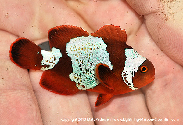 DSC_0483_600 GL1 - a F1 PNG Lightning Maroon Clownfish donated to the Great Lakes Aquarium in Duluth, MN, USA