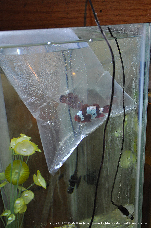 DSC_0510_600w GL1 and GL2 floating for acclimation in the behind-the-scenes quarantine tank where they will be conditioned and paired before going on display.