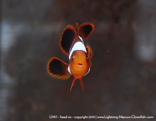 DSC_0099_LM17_face Lightning Maroon Clownfish - LM17 - head on