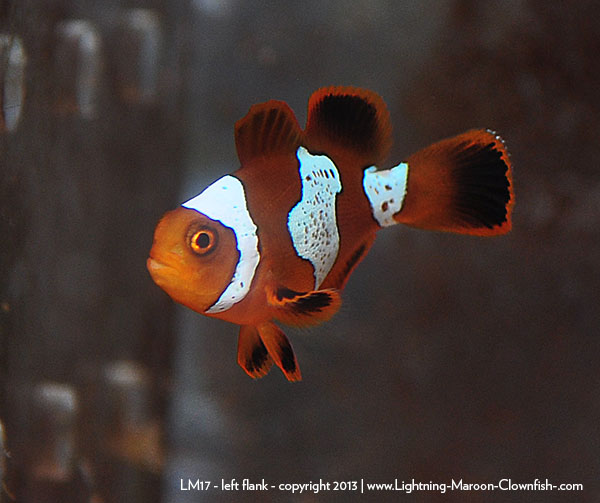 DSC_0100_LM17_left Lightning Maroon Clownfish - LM17 - left flank