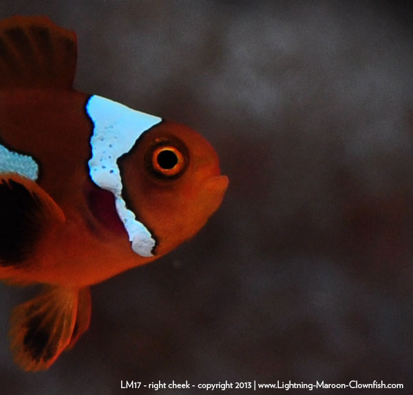DSC_0105_lm17_rightcheek Lightning Maroon Clownfish - LM17 - right cheek
