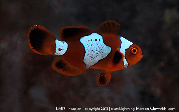 DSC_0108_lm17_right Lightning Maroon Clownfish - LM17 - right flank