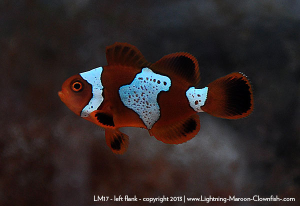 DSC_0111_lm17_left Lightning Maroon Clownfish - LM17 - left flank