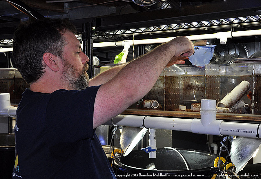 DSC_0148_900w Very rare you get to see ME in the photos, here netting LM5 for the journey to Brandon's fishroom.