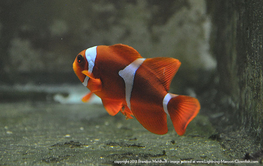 DSC_0228_900w A wild (F0) Premnas biaculeatus "PNG White Stripe" Maroon Clownfish purchased through Unique Corals.