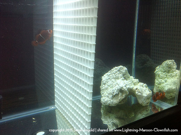 image5_800w WS8 and WS10 adjusting to their new home.