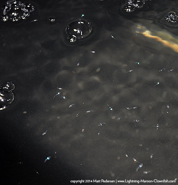 Spawn #20 in the BRT, post metamorphosis, already easily discernable as white stripes or lightnings.
