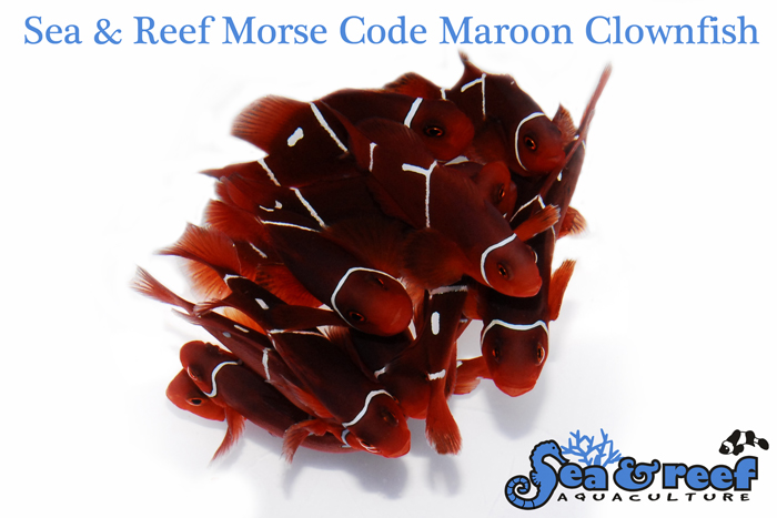 S&R-Morse-Code-Maroon Clownfish-Group