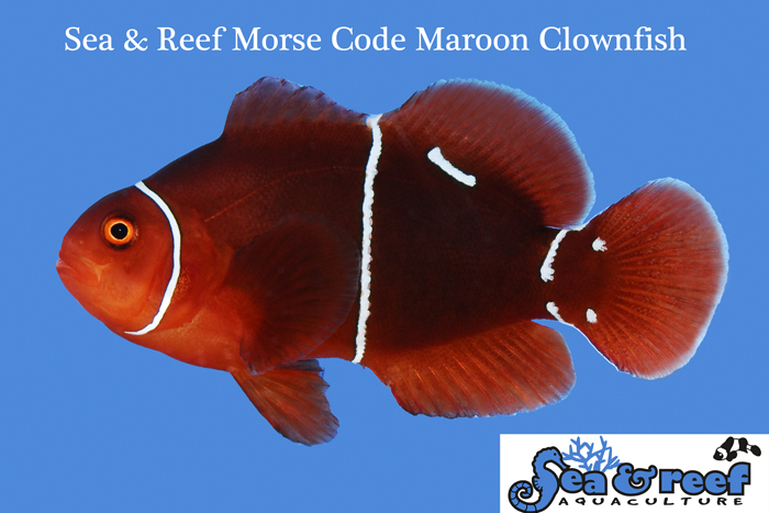 S&R-Morse-Code-Maroon Clownfish