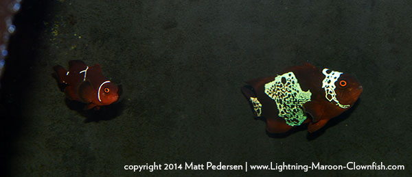 DSC_0777_600w