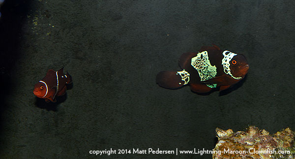 DSC_0778_600w