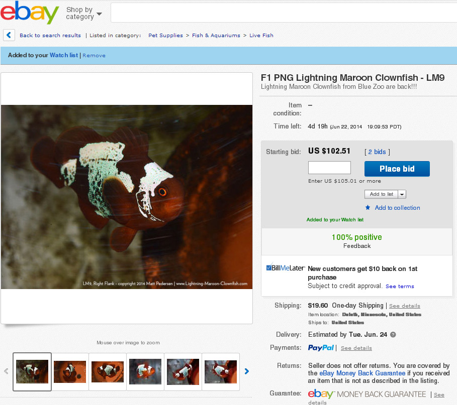 LM9 - the first Lightning Maroon Clownfish to be offered at auction for 2014.