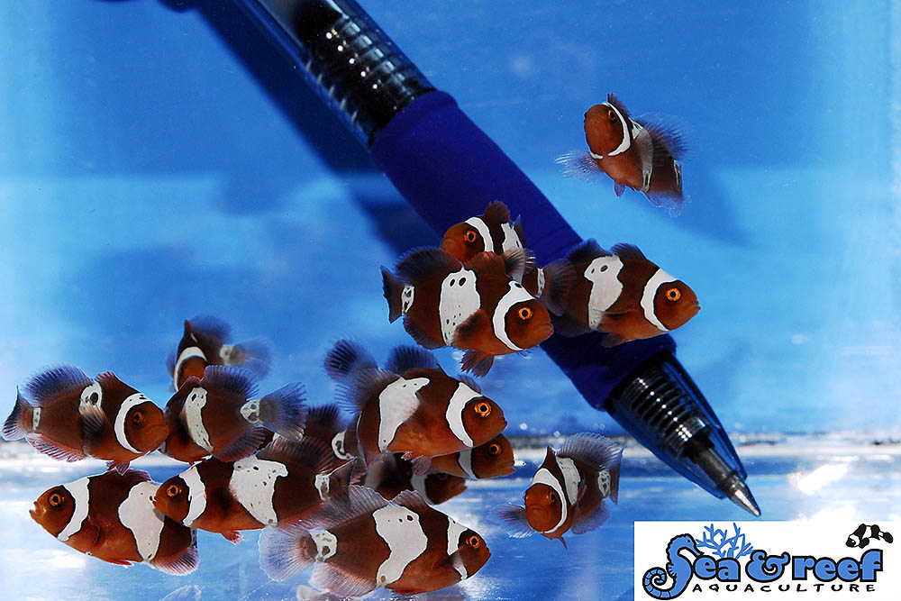The first second-generation Lightning Maroon Clownfish, progeny of a F1 Lightning Maroon mated to an unrelated, Wild (F0) PNG White Stripe, produced by Sea & Reef Aquaculture.