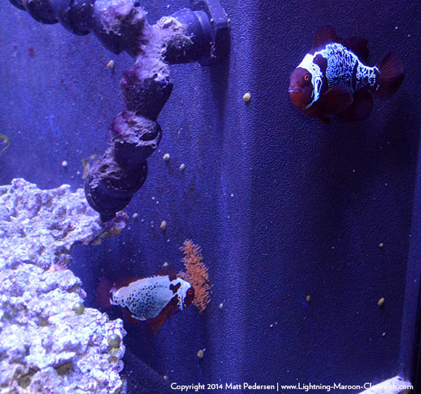 F1 (Lightning X Lightning) first spawn for the Lightning Maroon Clownfish