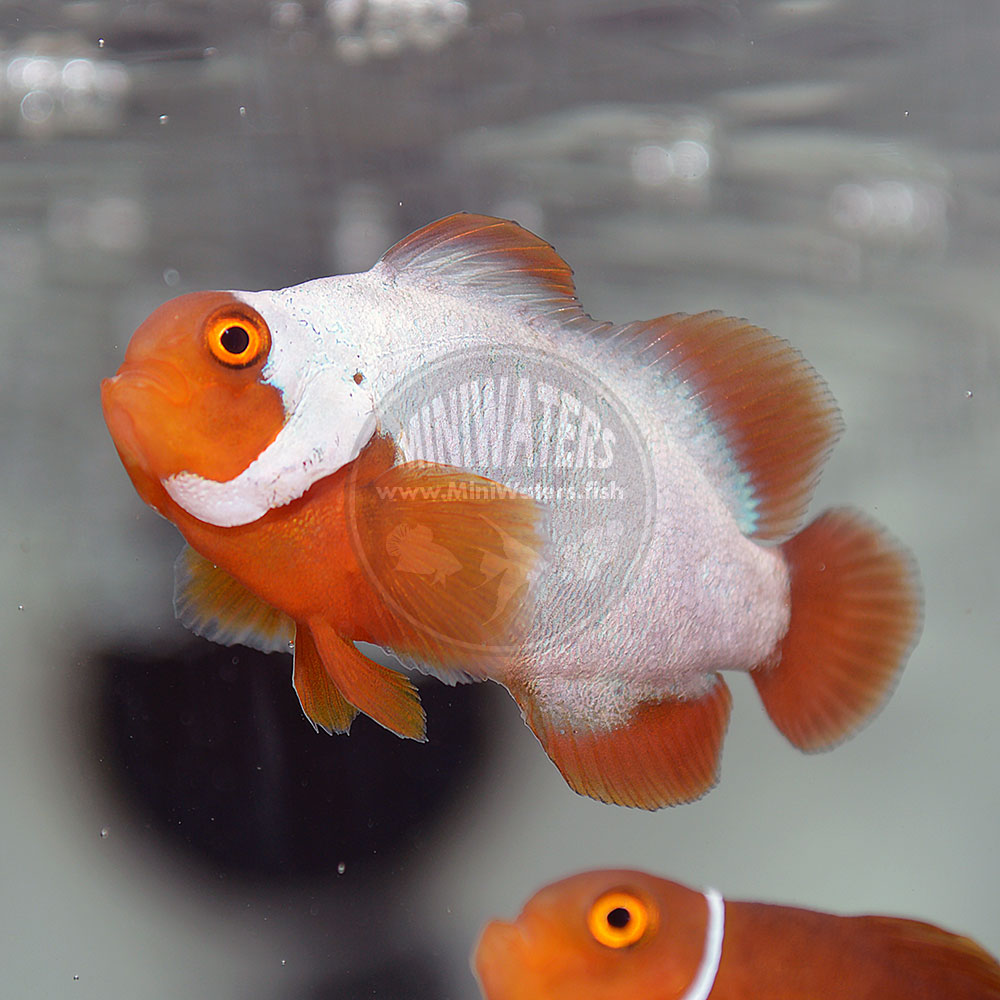 Yes, a solid white juvenile like this is going to be covered in pattern in a couple years - Lightning Maroons like this for now only come from Duluth MN! Buy them at MiniWaters.FISH