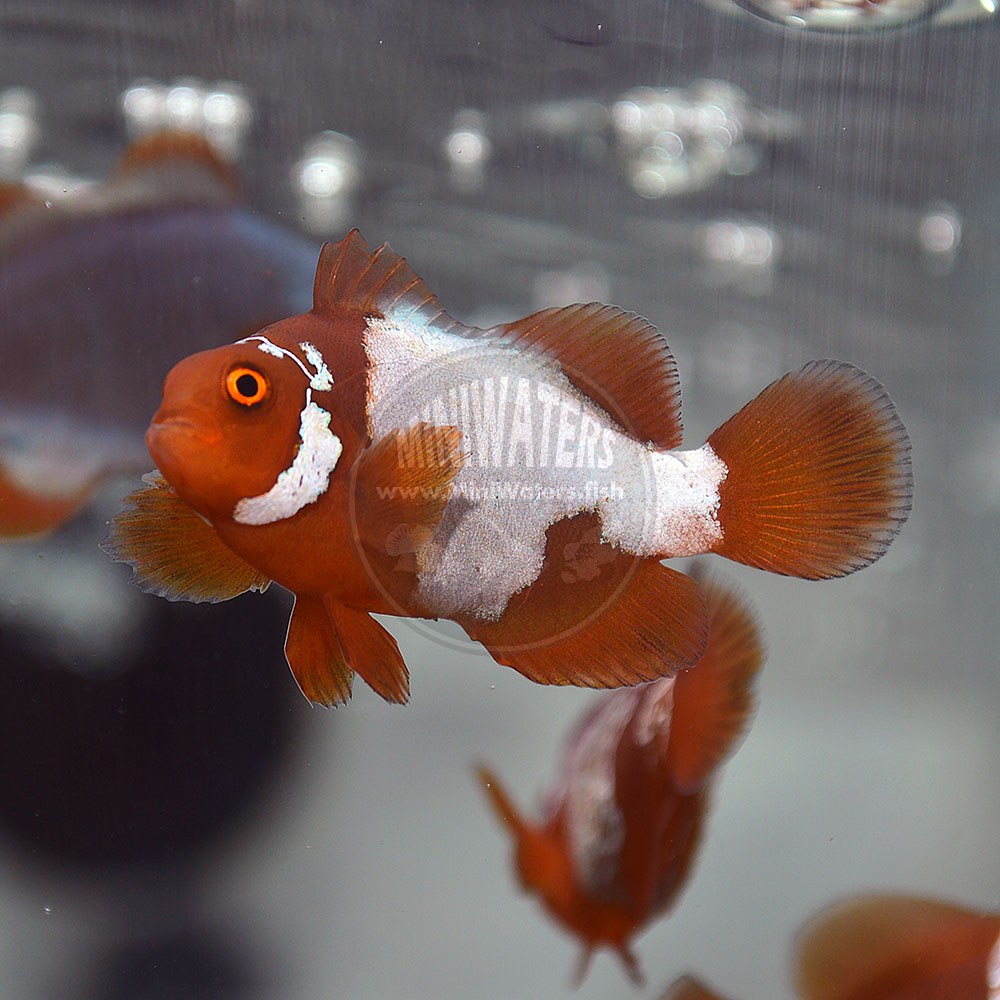 You can find premium grade Lightning Maroon Clownfish like this for sale at MiniWaters.FISH