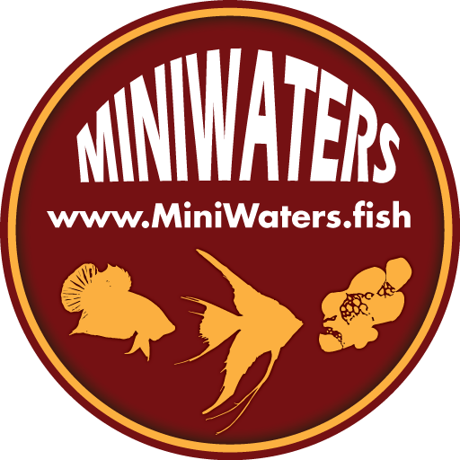 Online retail saltwater and freshwater aquarium fish direct from Matt Pedersen via MiniWaters.FISH - shop online now!