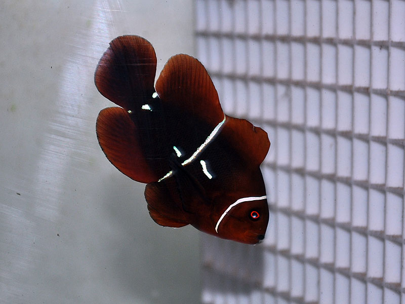 The original wild PNG Maroon Clownfish we dubbed the Morse Code Maroon. This fish is not directly related to Sea & Reef's offerings, but is the 