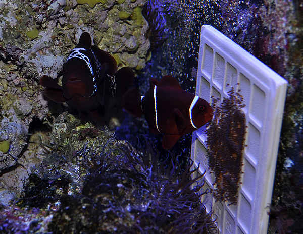 Lightning Maroon Clownfish and her mate tending a nest of Percula Clownfish Eggs.